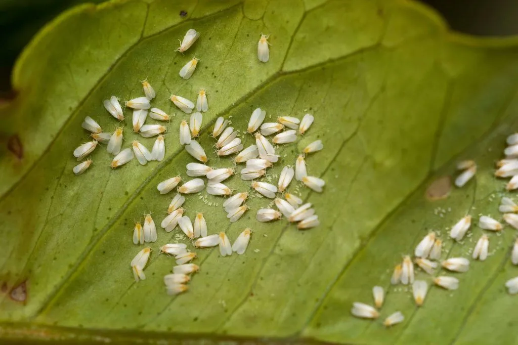 Mosca Blanca